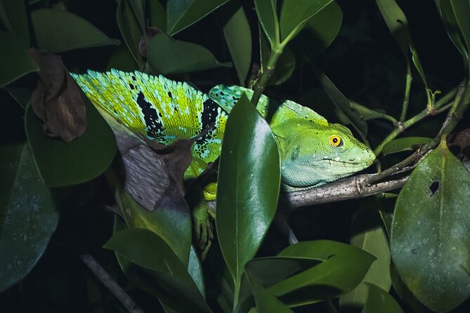 Secret Night Walk in Tortuguero - Who Should Consider This Tour?