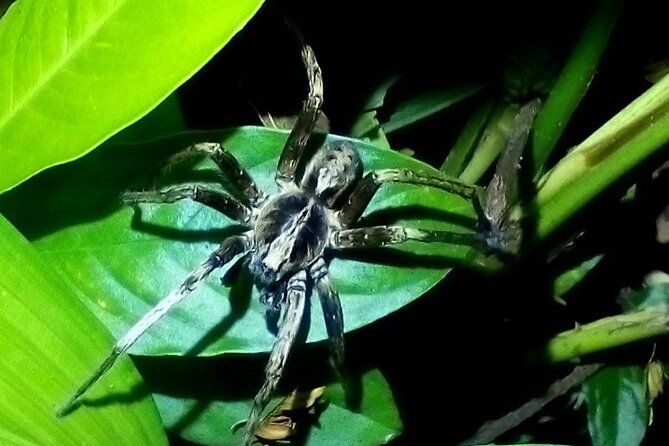 2 Hour Tortuguero Night Tour - Why This Tour Is Worth Considering