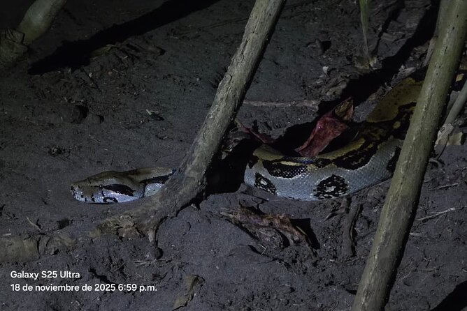 2 Hour Tortuguero Night Tour - A Closer Look at the 2-Hour Tortuguero Night Tour