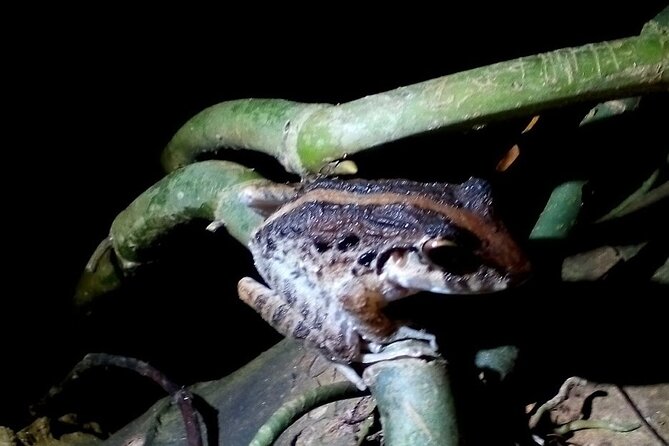 2 Hour Tortuguero Night Tour - Final Thoughts