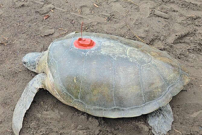 Turtle Tour - A Closer Look at the Turtle Tour Experience