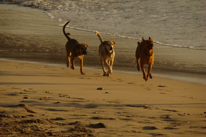 Private Transportation San Jose Airport to Nosara, Guanacaste - In-Depth Review: The Full Experience