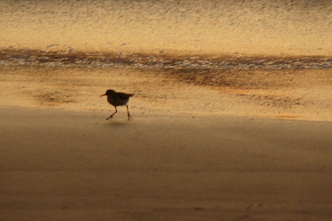 Private Transportation San Jose Airport to Nosara, Guanacaste - FAQ