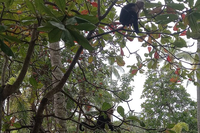 SJO Airport area TO Manuel Antonio Quepos Hotels Private Transfer - Frequently Asked Questions