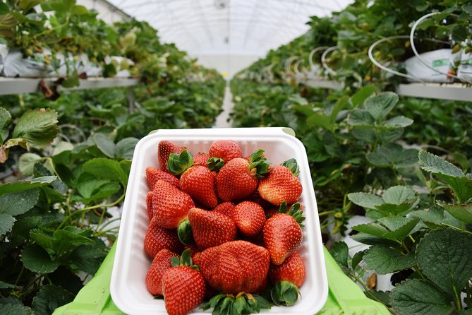 Corso Lecheria Tour - Who Should Consider This Tour?