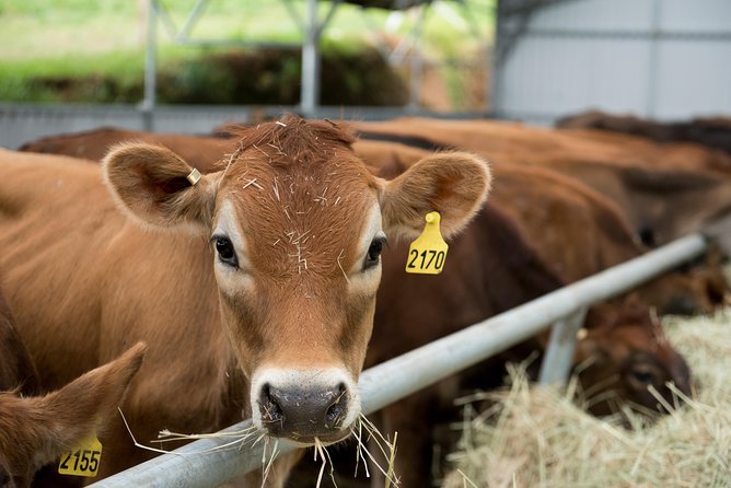 Corso Lecheria Tour - Key Points