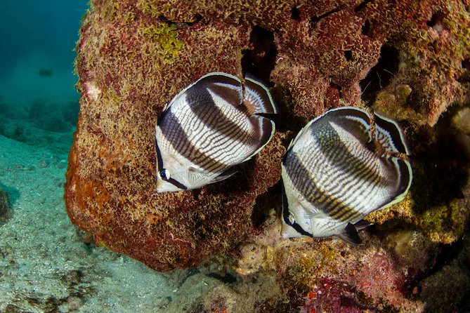 Guided Snorkel Tour at the Best Reef from shore on Curacao - Blue Bay Beach - Frequently Asked Questions