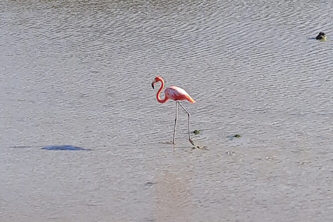 Curacao Sea Turtle Swim and West Side Natural Highlights - Cost-Value Analysis