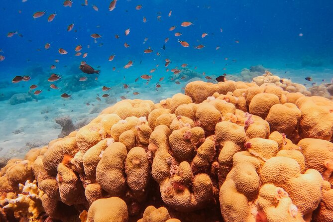 Personalized Discover Scuba Dive Experience in Curaçao - In Summary