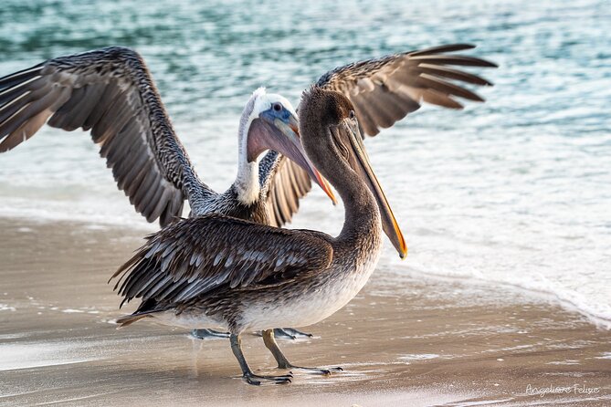 Private Curaçao West Coast: Beach & Nature Photography Tour - Who Will Love This Tour?