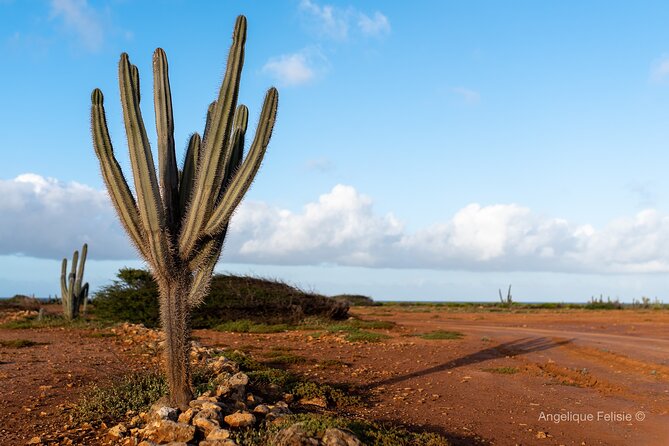 Private Curaçao West Coast: Beach & Nature Photography Tour - The Sum Up