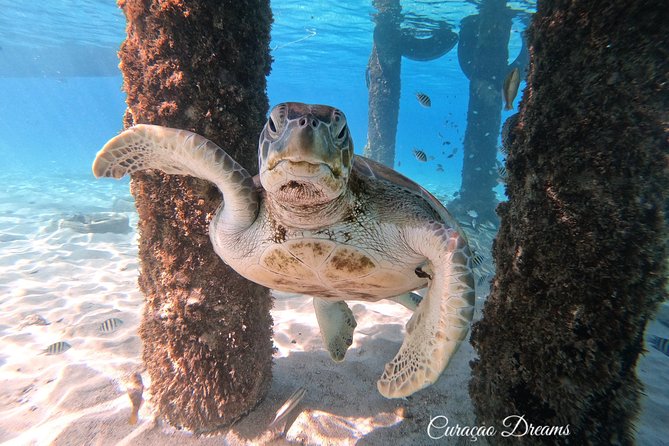 Swim and Snorkel with Sea Turtles - Potential Drawbacks or Considerations