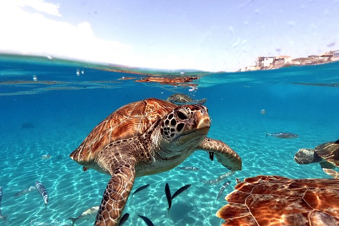 Swim and Snorkel with Sea Turtles - An Authentic and Rewarding Snorkeling Adventure in Curacao