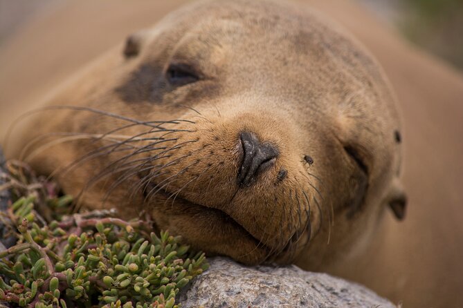 Day Trip to South Plaza Island from Puerto Ayora - Final Thoughts