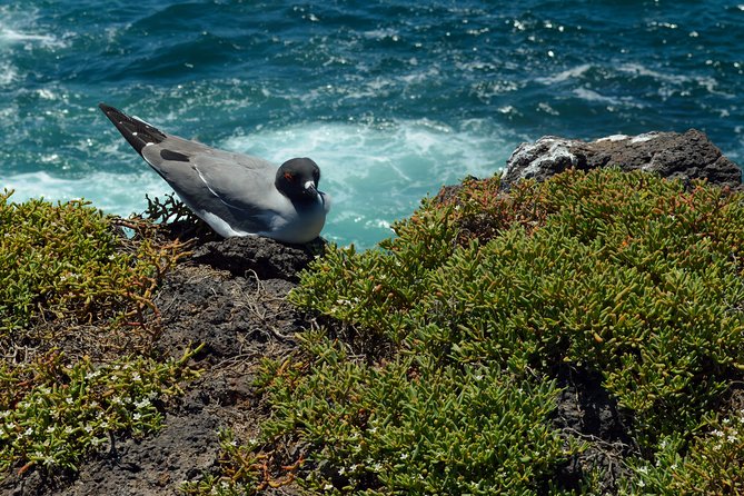 Day Trip to South Plaza Island from Puerto Ayora - Experience the Wonders of South Plaza Island from Puerto Ayora