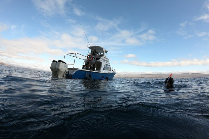 San Cristobal Galapagos 360 - Snorkeling Tour (Kicker Rock) - Who is This Tour Best For?