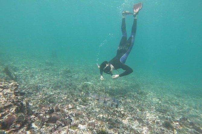 Half Day Tintoreras Tour from Isabela Island - Key Points