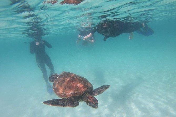 Half Day Tintoreras Tour from Isabela Island - In-Depth Look at the Tour Experience