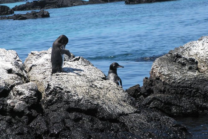 Tour to Tintoreras Bay from Isabela Island - Frequently Asked Questions