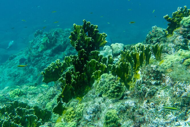 Full Day Private Boat Tour to the Lagoon of Guadeloupe - Authentic Experiences and What You Can Expect