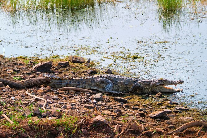 From Ranthambore:National Chambal Alligator Private Trip All Incl - A Deep Dive into the Chambal River Safari