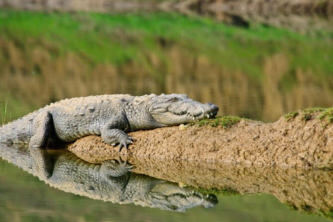 From Ranthambore:National Chambal Alligator Private Trip All Incl - Discover the Chambal River Alligator Safari from Sawai Madhopur