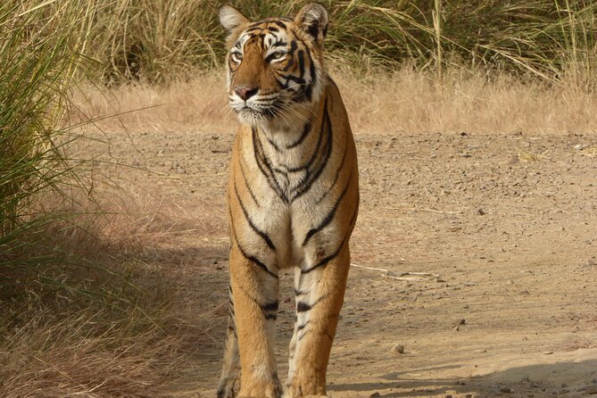 Ranthambore Jeep Safari - The Sum Up