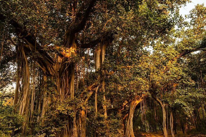 Ranthambore Jeep Safari - FAQ