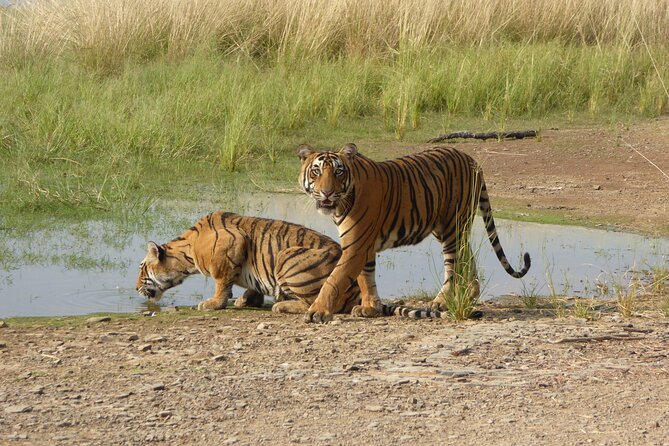 Ranthambore Jeep Safari - Ranthambore Jeep Safari: A Wild Encounter in India’s Most Famous National Park
