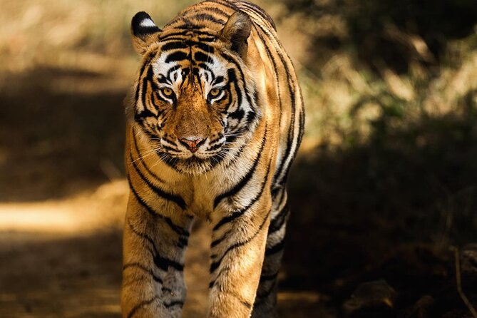 Ranthambore Safari Booking - The Experience of the Safari: Pros and Cons