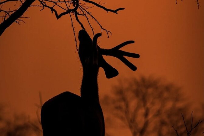 Ranthambore Safari Booking - The Itinerary in Detail