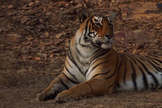 Ranthambore Safari Booking - Exploring Ranthambore National Park – What to Expect