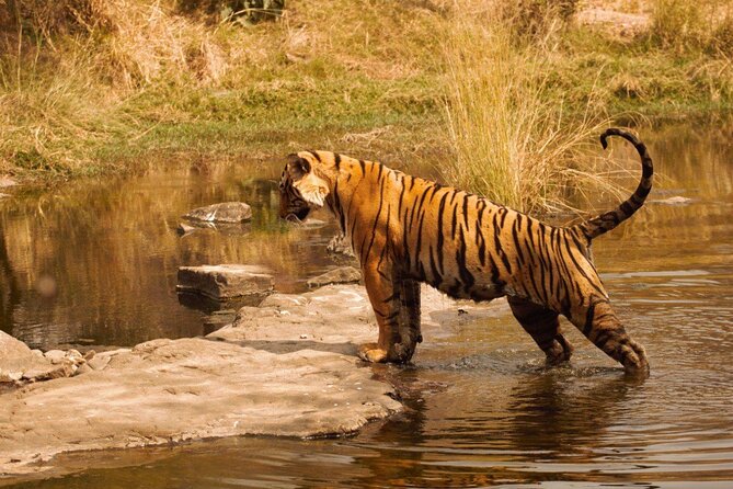Ranthambore Safari Booking - Final Thoughts: Is This Safari Worth It?