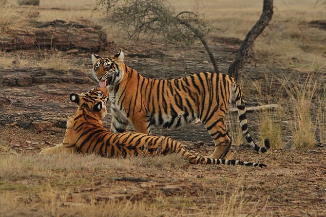 Ranthambore Safari Booking - Key Points