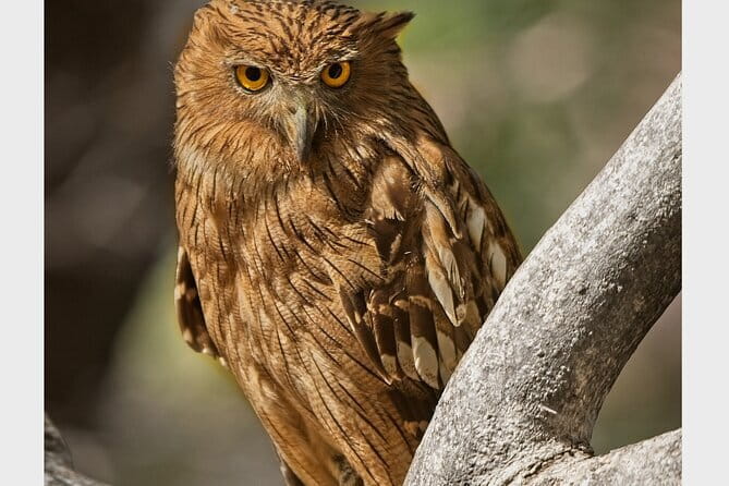 Ranthambore national park Safari Booking  Jeep & Canter Tours - What You Can Expect During the Safari