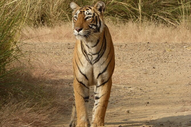 Tiger Safari in Ranthambore national park | Canter Options - FAQ