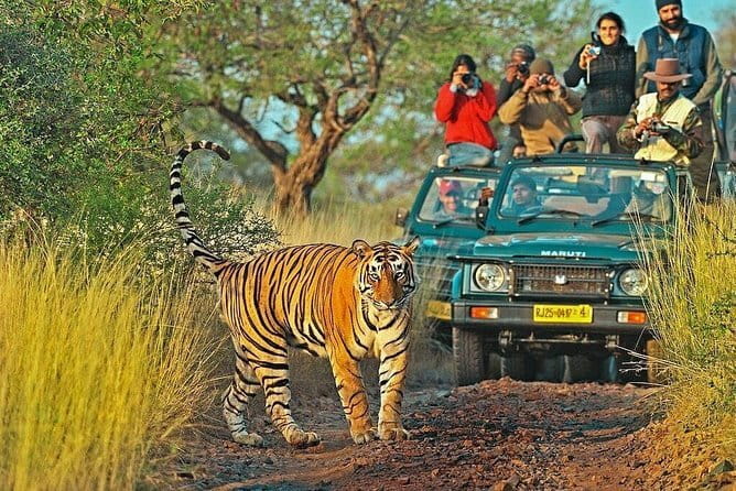 Ranthambore national park Safari Booking  Jeep & Canter Tours - FAQ