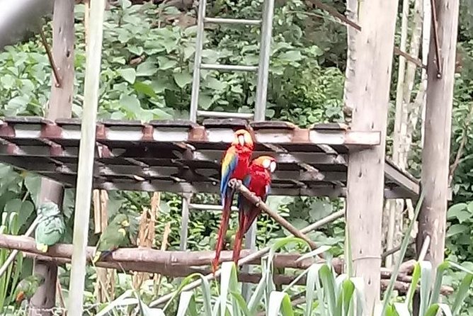 Private Tour to the Yungas Coroico The Death Route from La Paz - A Deep Dive into the Tour Experience