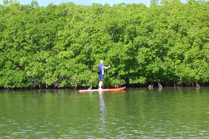 Stand up paddle in paradise - A Deep Dive into the Experience