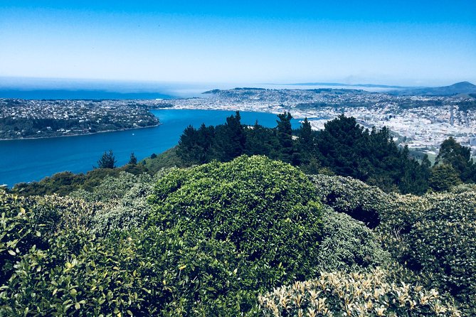 Shore Excursion: Dunedin City, Otago Peninsula, Castle Gardens & Olveston Tour - Ready to explore Dunedin?