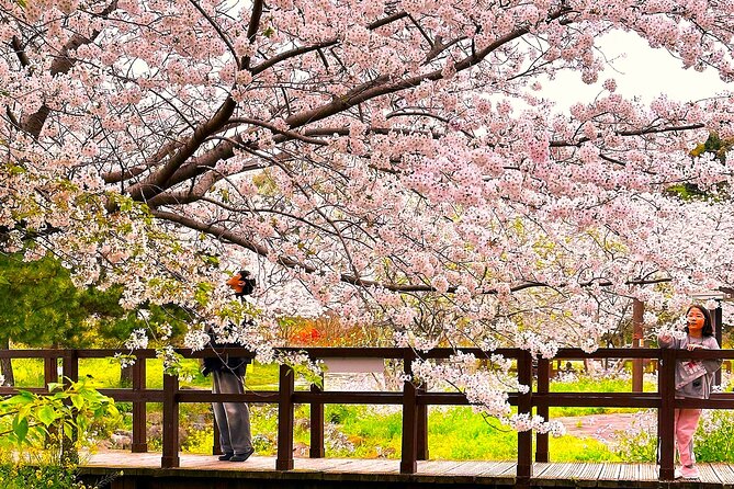 Cherry Blossom Tour in South Jeju Island & Tangerine Cafe - Practical Details & Value Analysis