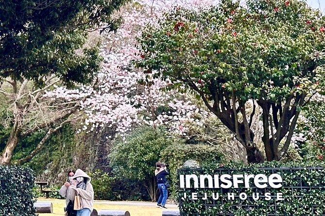 Cherry Blossom Tour in South Jeju Island & Tangerine Cafe - Who Will Love This Tour?
