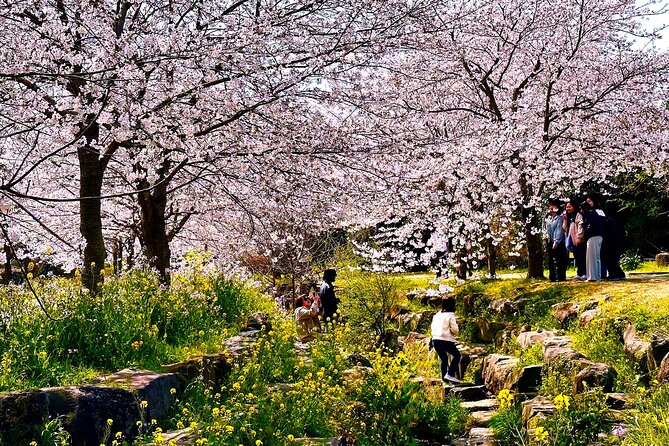 Cherry Blossom Tour in South Jeju Island & Tangerine Cafe - FAQ