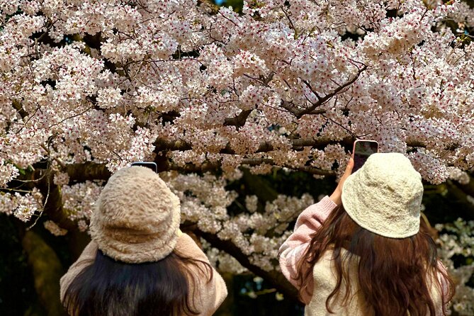 Cherry Blossom Tour in South Jeju Island & Tangerine Cafe - Key Points
