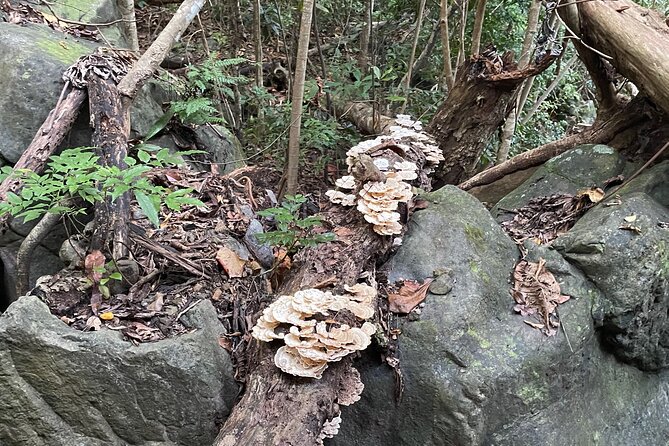 Brewers Bay Eco Hiking Tour - Exploring the Brewers Bay Eco Hiking Tour in Depth