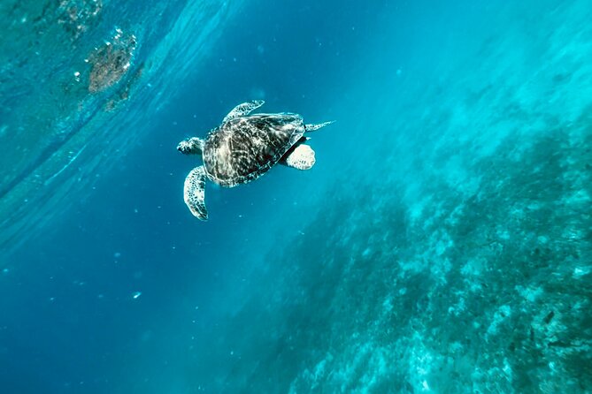 Family Snorkel Safari. Private boat! - FAQs