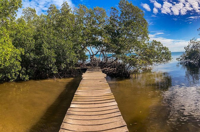 Private Tour Magic Mangrove Paddle in Beef Island Lagoon - FAQ