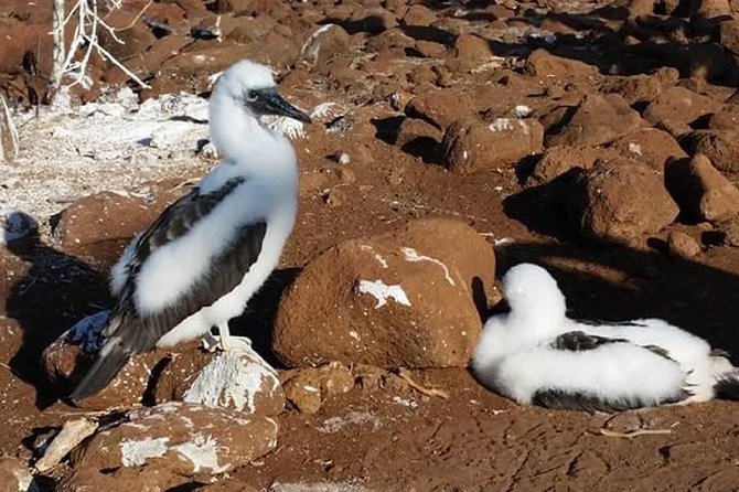 Tintoreras Islet Tour from Isabela - Hiking & Snorkeling - An In-Depth Look at the Las Tintoreras Tour