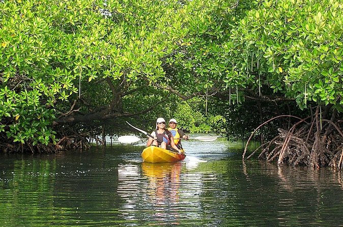 Kayaking Mangrove Adventure at Havelock - Key Points