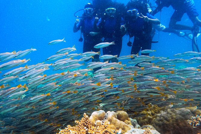 Scuba Diving in Tribe Gate - An In-Depth Look at the Frogman Scuba Tour in Havelock Island